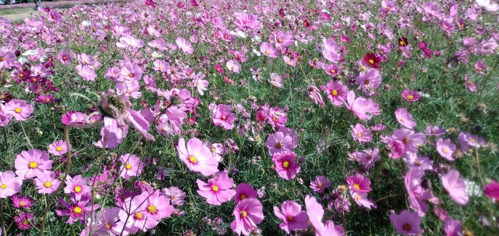 11月になりました