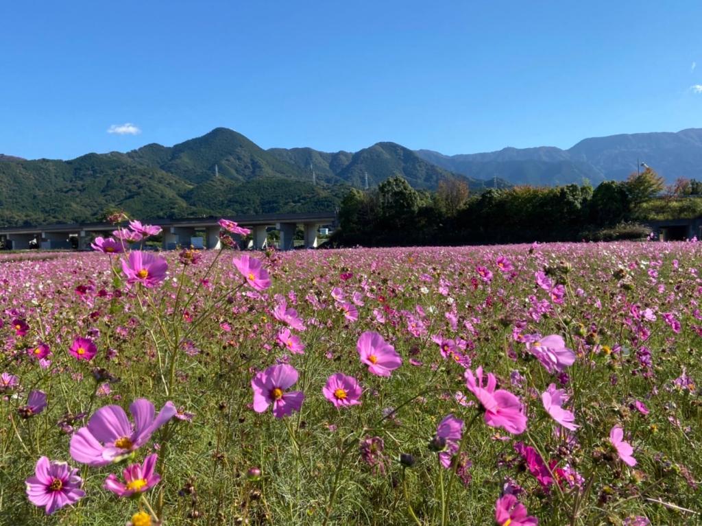11月になりました