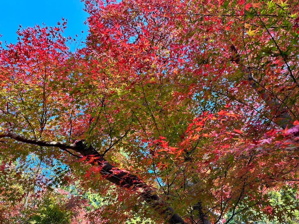 11月も半月が経ちました