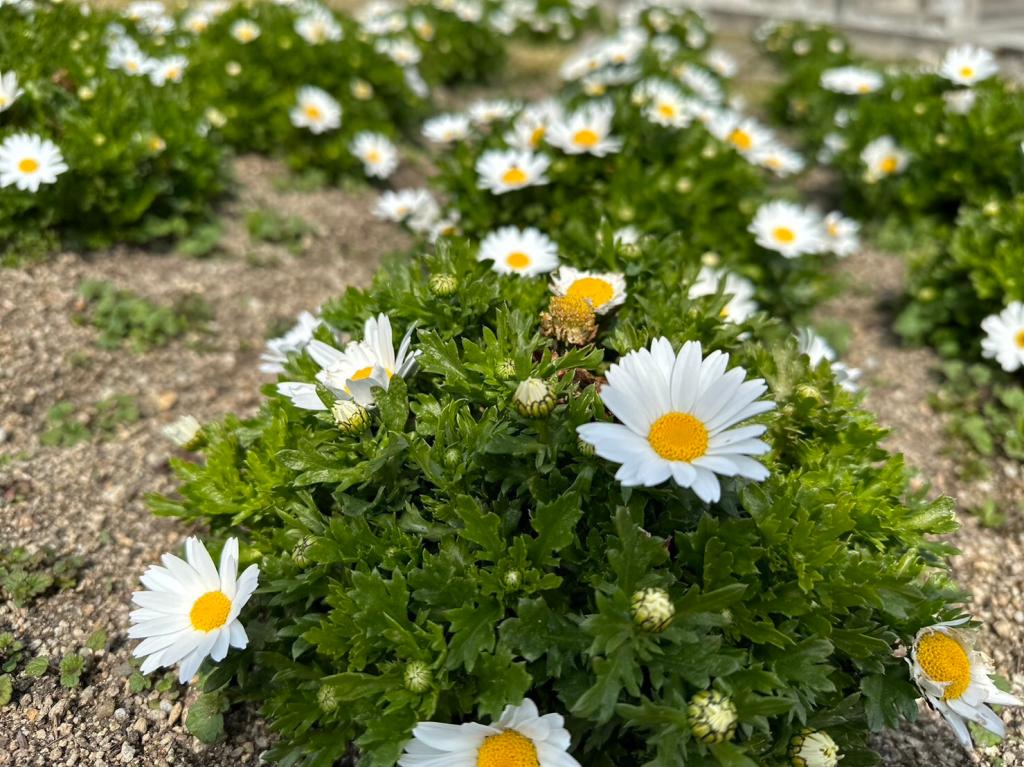 ３月も半月が経ちました