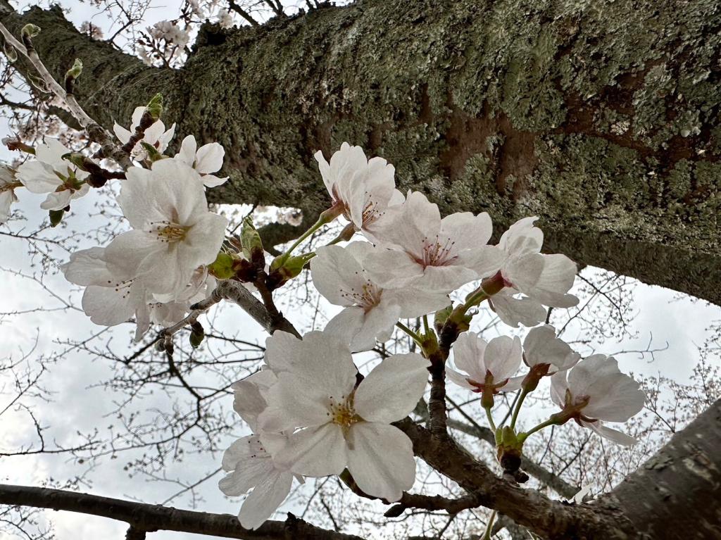 今日から４月です