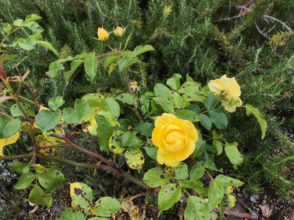 ５月も半月が経ちました