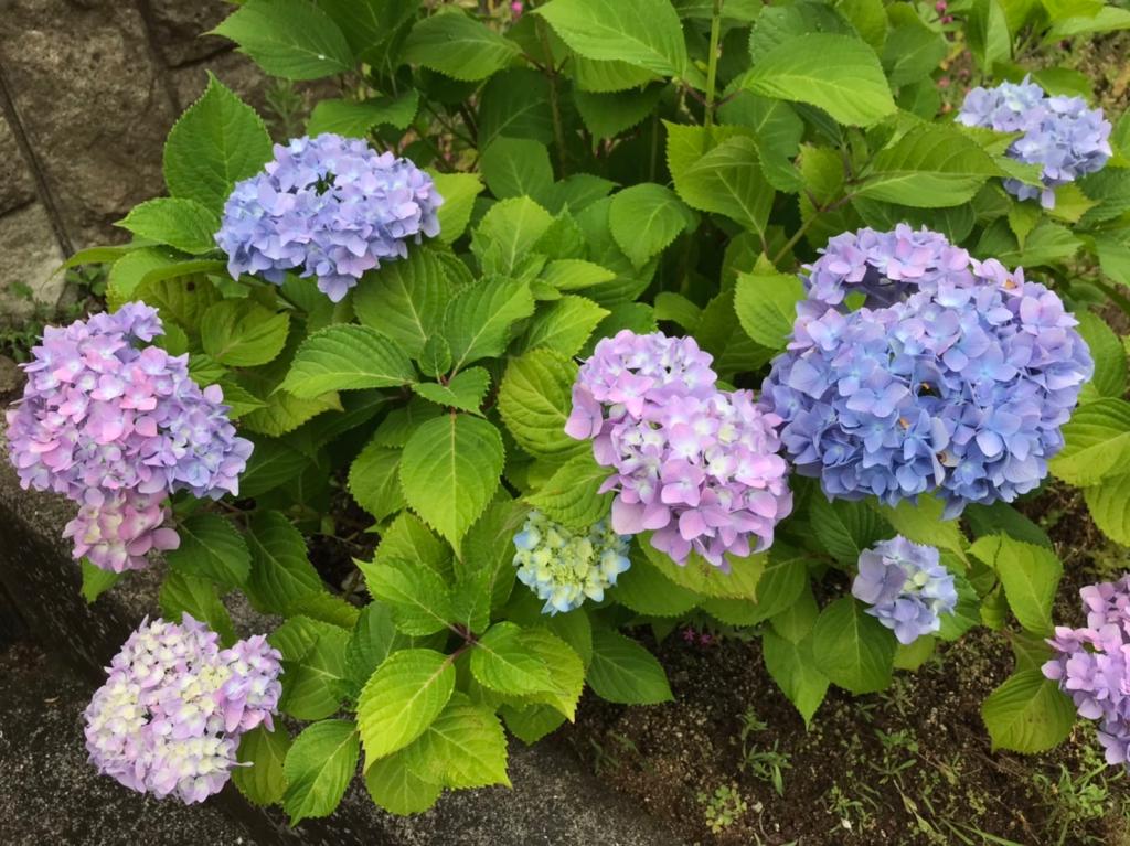 今日から６月です