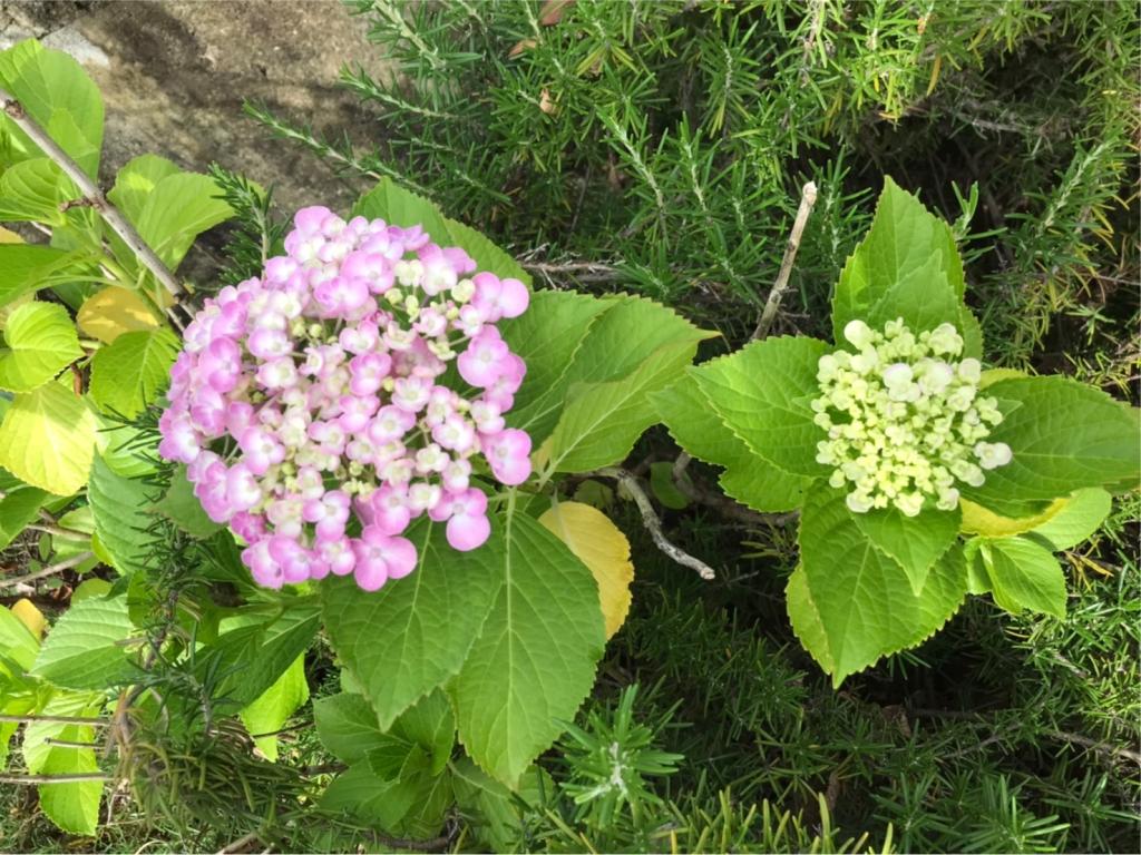 今日から６月です
