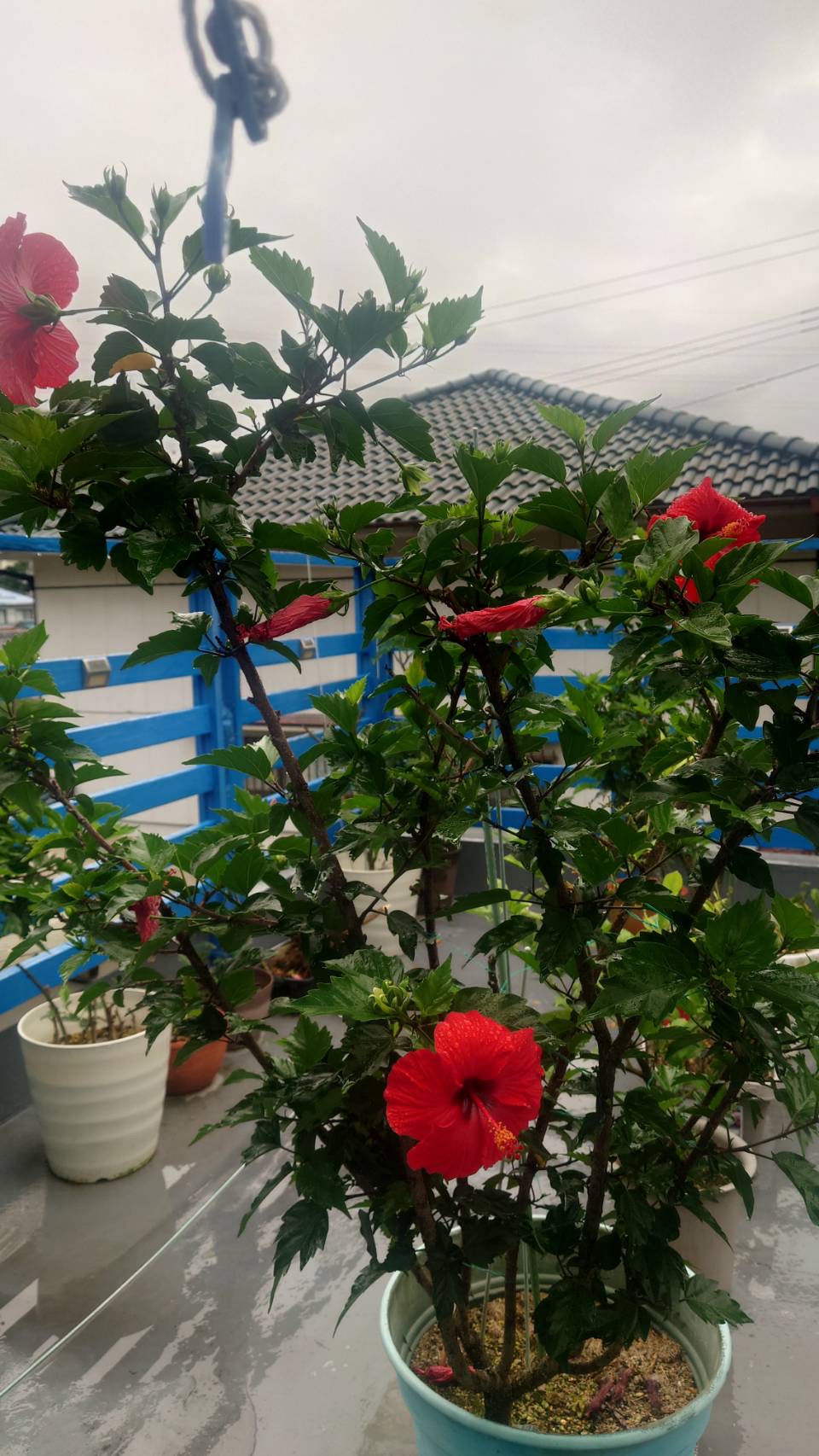 ハイビスカス！