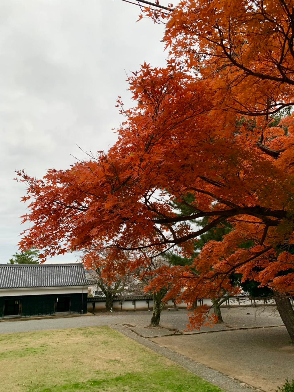 「紅葉狩り」