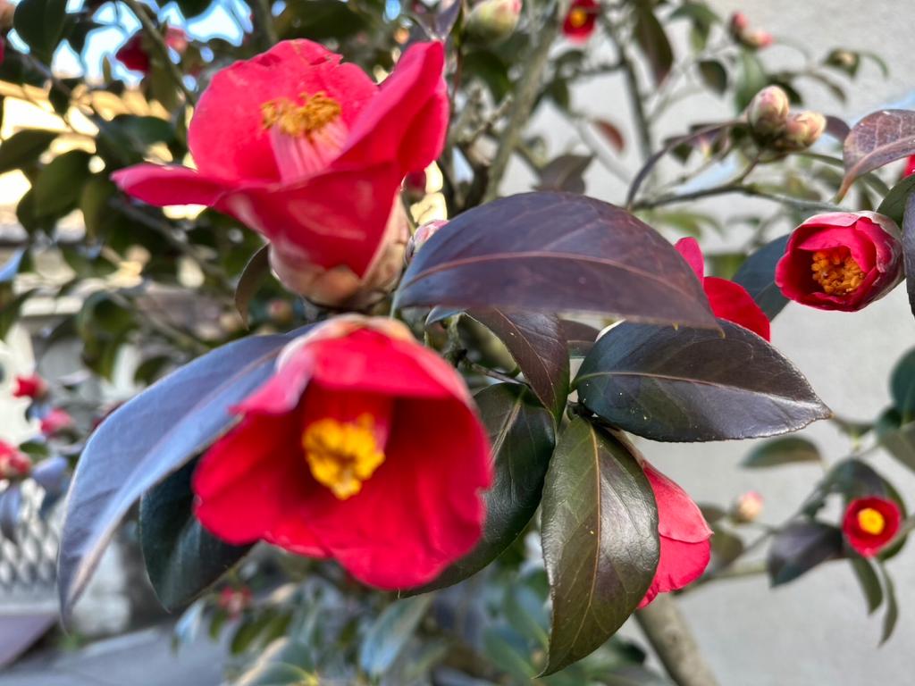 今日から3月です