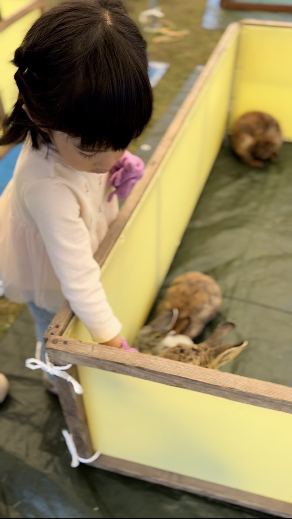 ふれあい体験