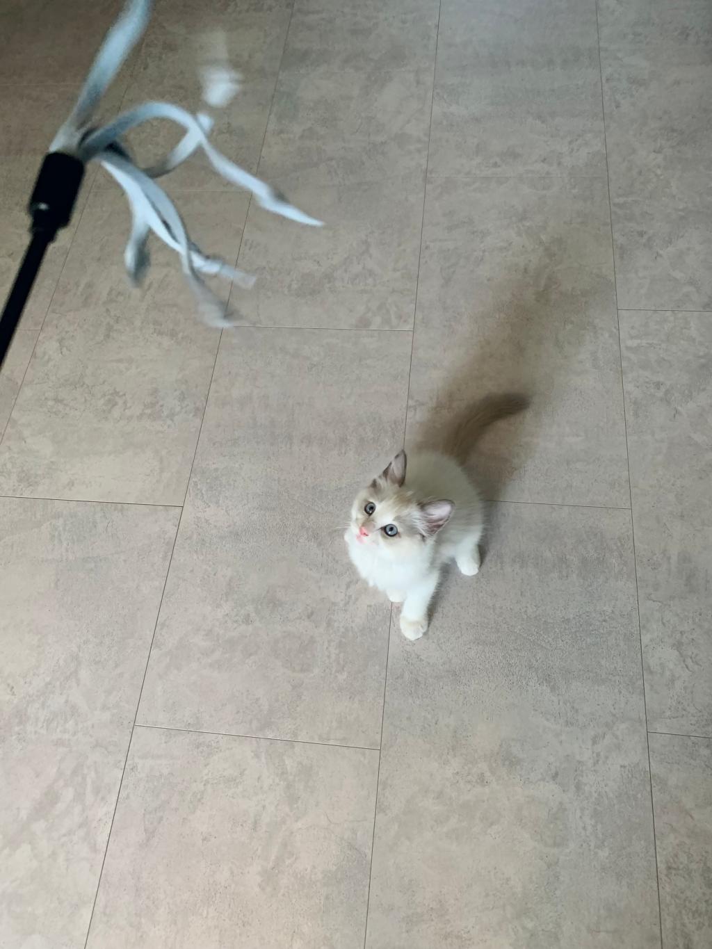 我が家の猫足