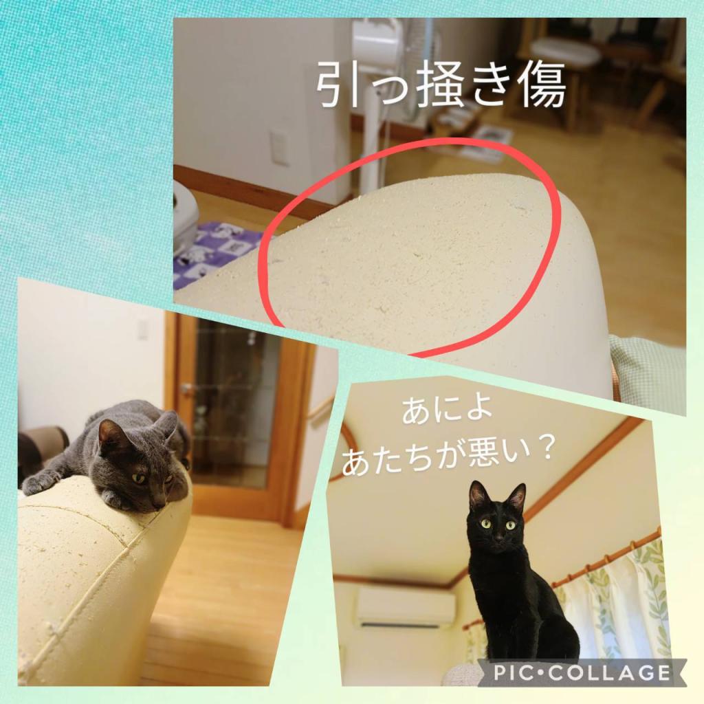 猫を飼う事を強くオススメ致します♪２