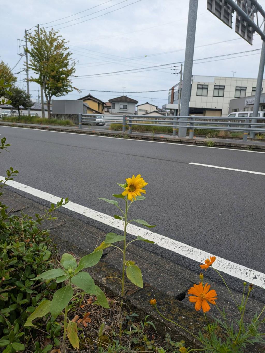 ミニ向日葵🌻
