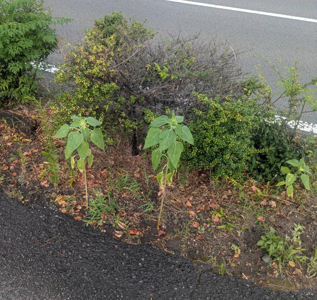 ミニ向日葵🌻