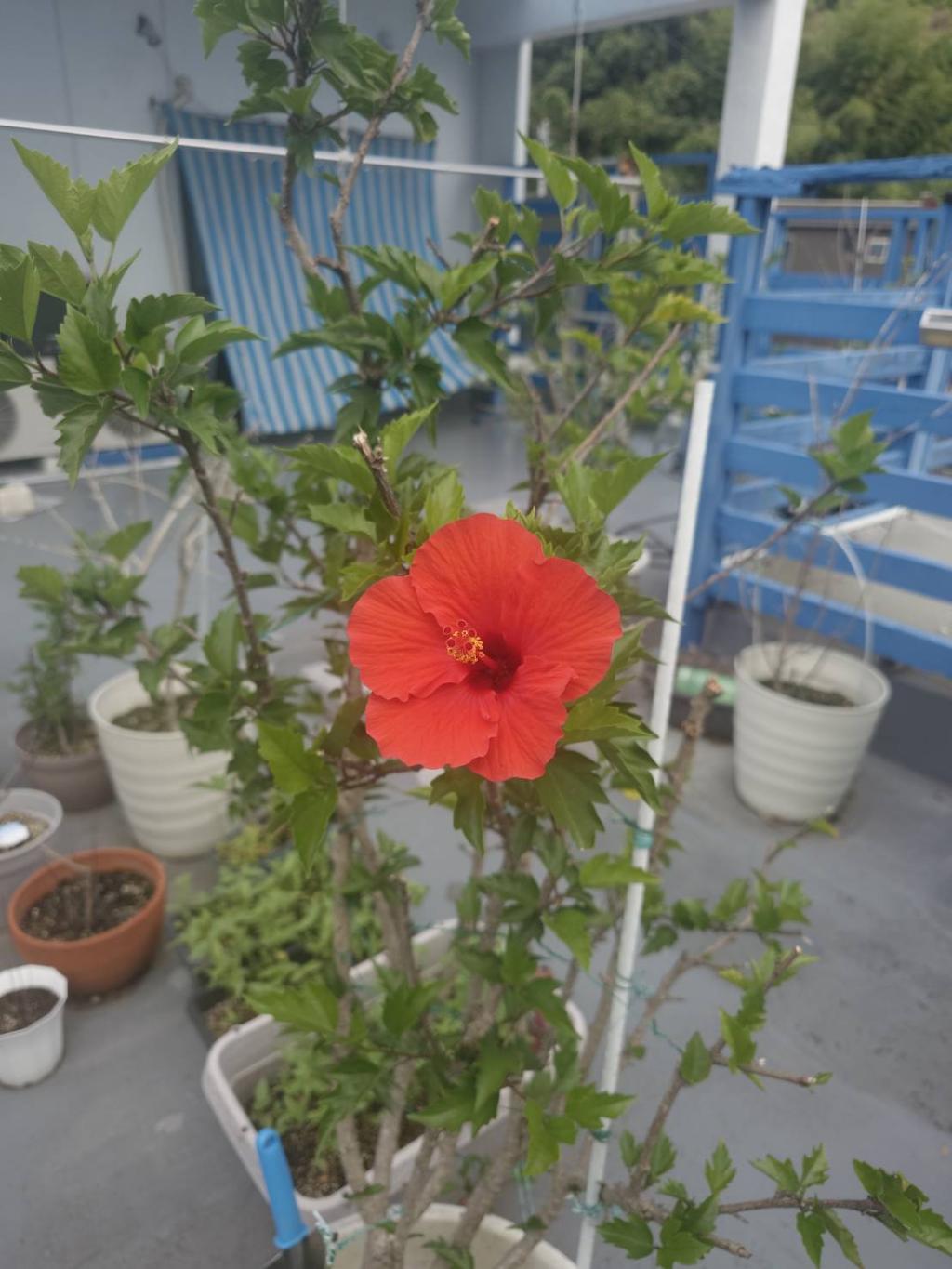 頑張れ🌺