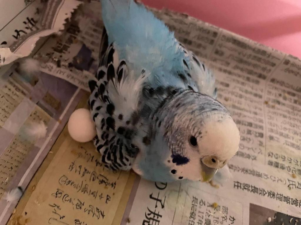 おやっ🥚