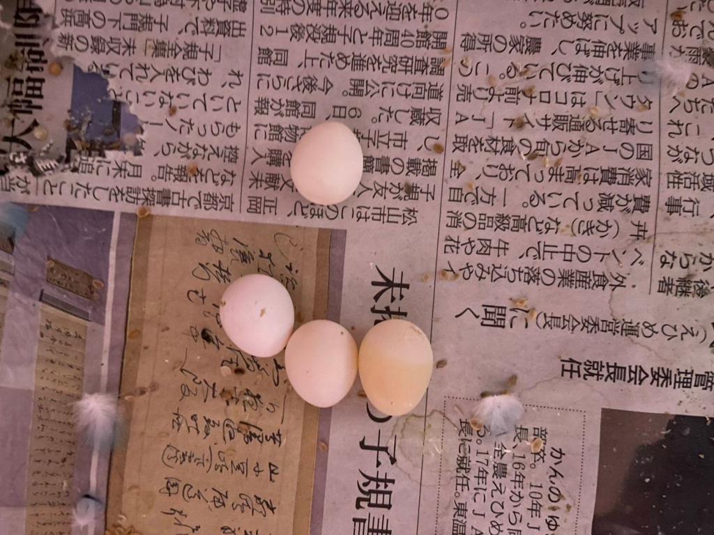 おやっ🥚