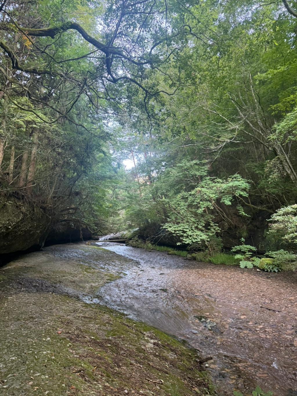 滝🌲