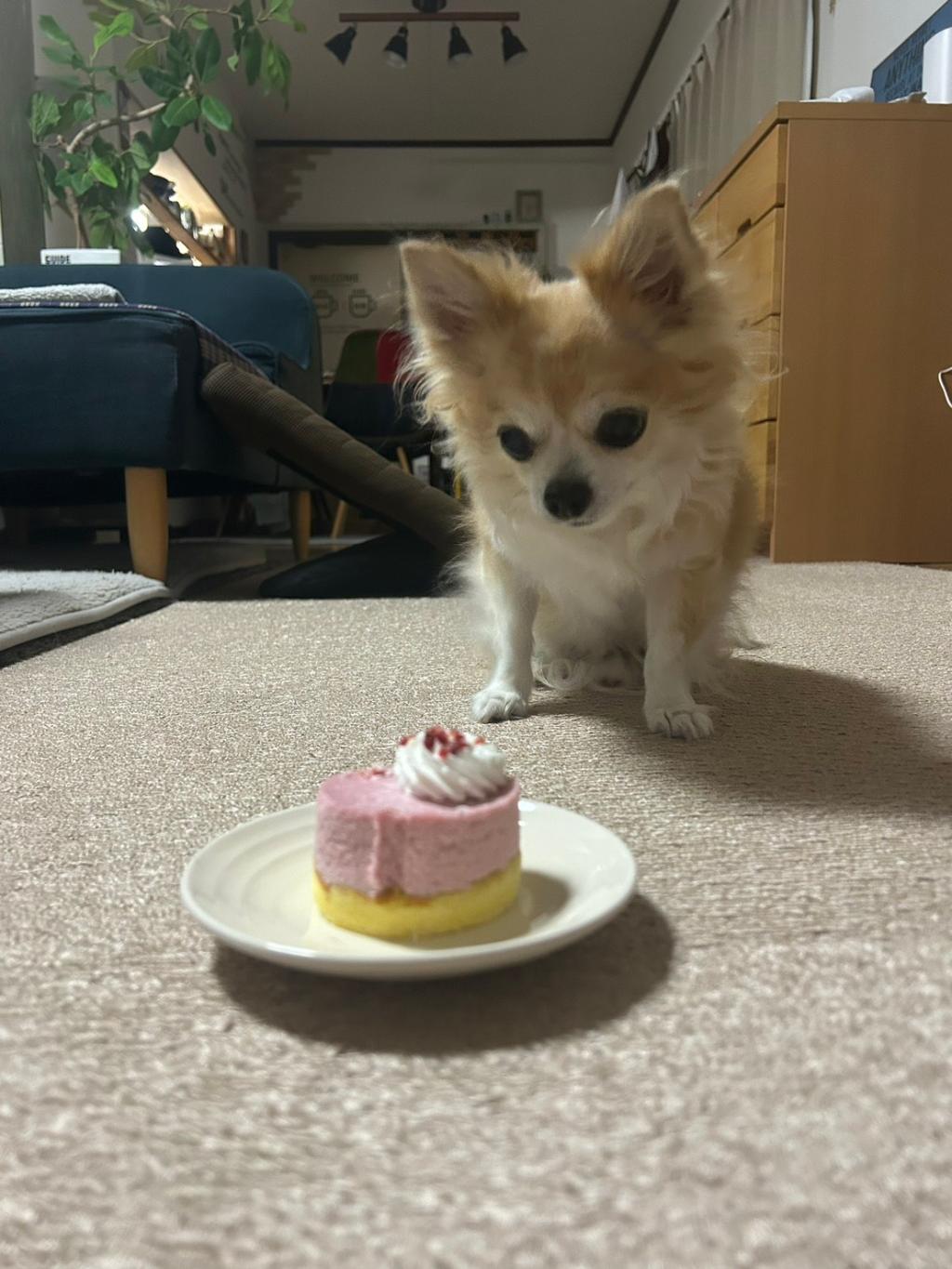 バースデー🐶