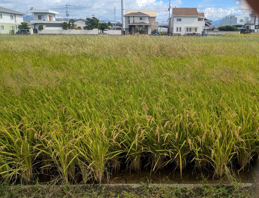 今年も無事に🌾