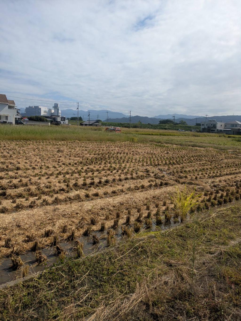 今年も無事に🌾