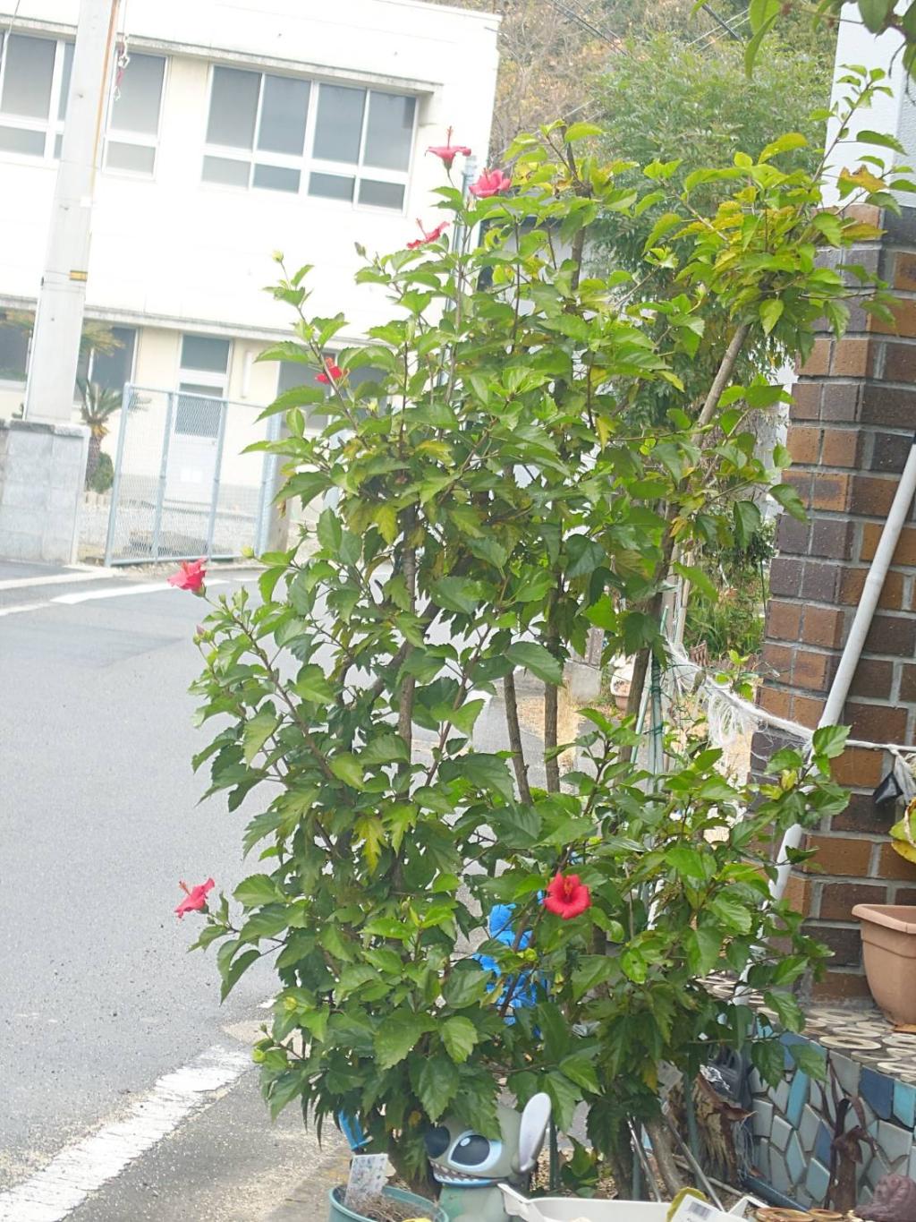 本日からよろしくお願いします！