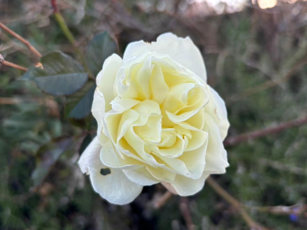 １月も半月が経ちました