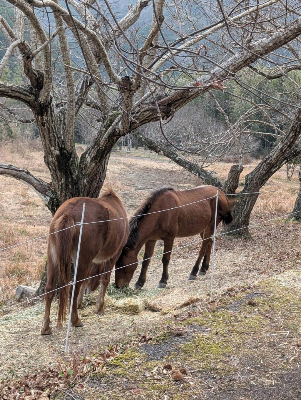 朝4時から🐴👍🏻