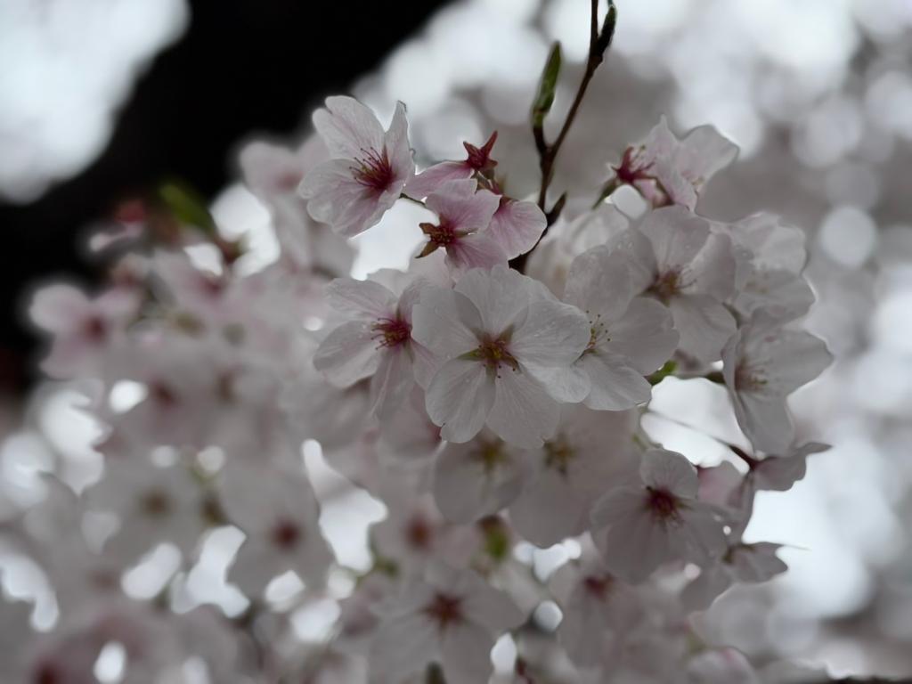 ４月も半月が経ちました