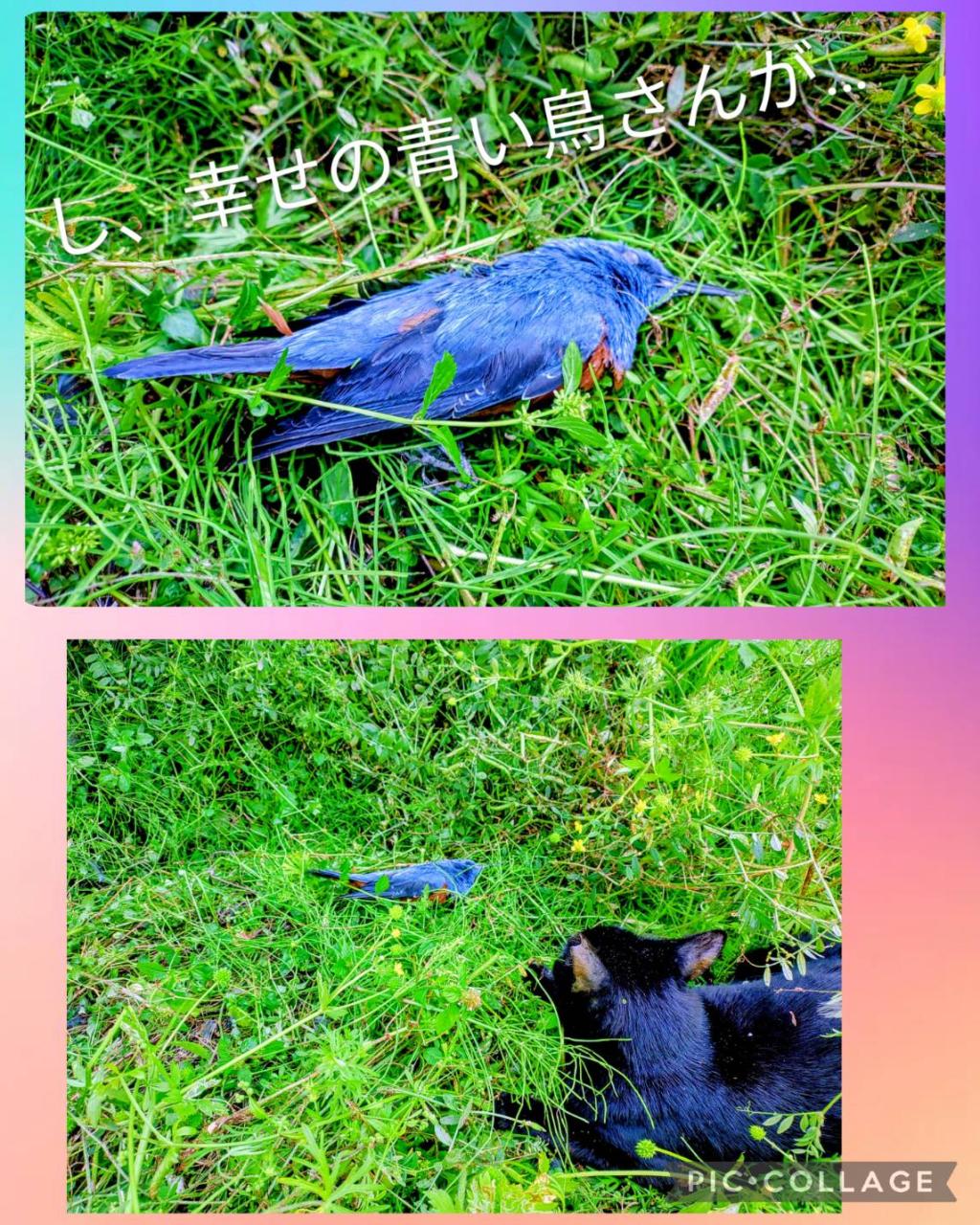 〇〇に行って来ました！