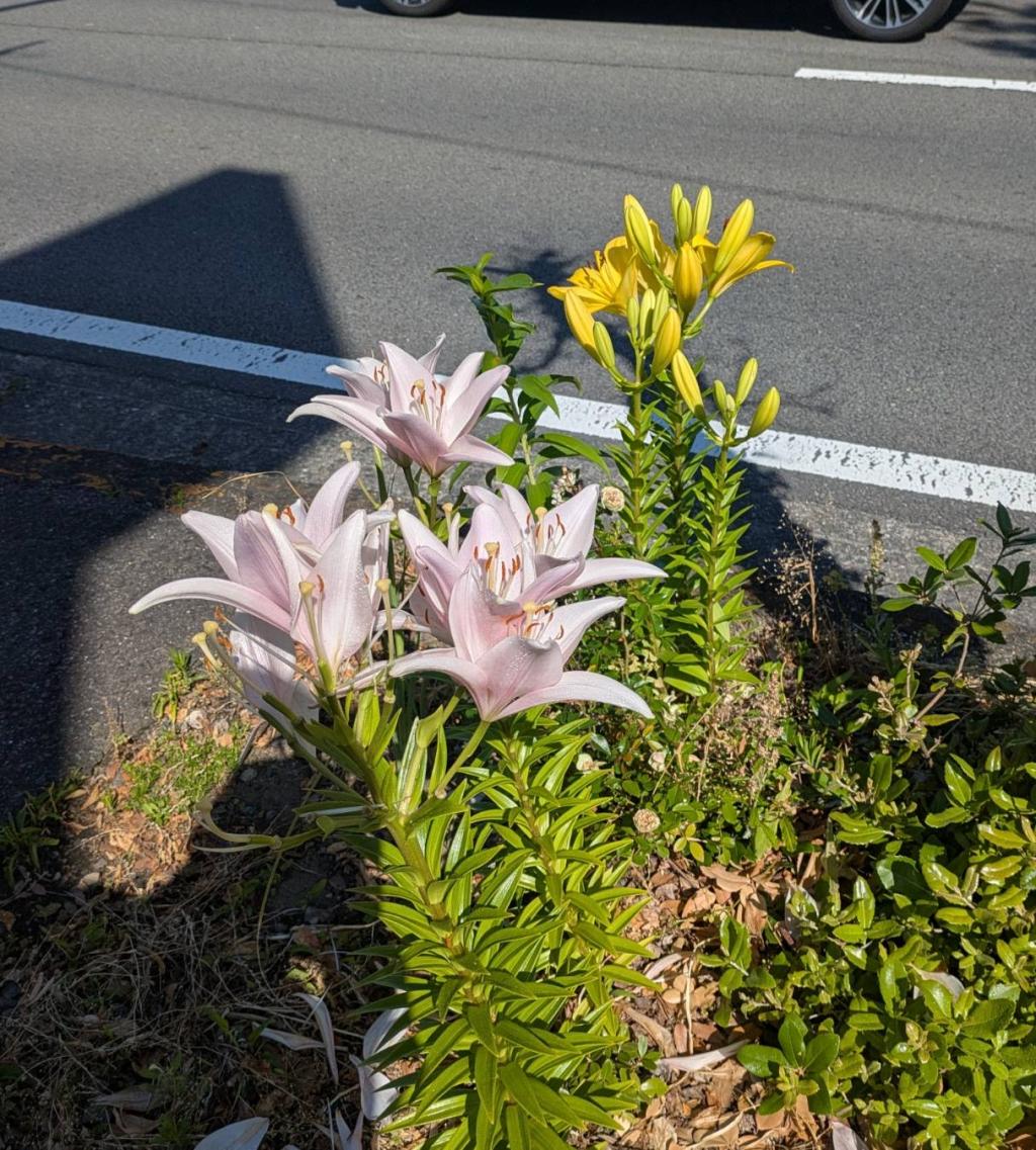 今年も💐