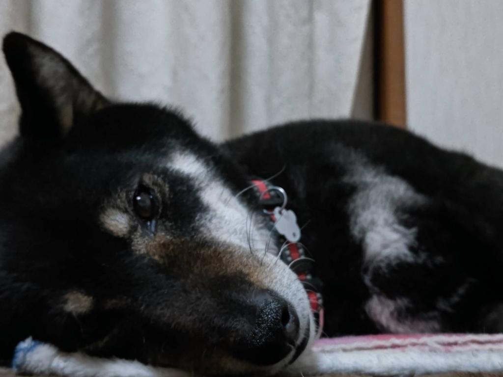 換毛期🐶