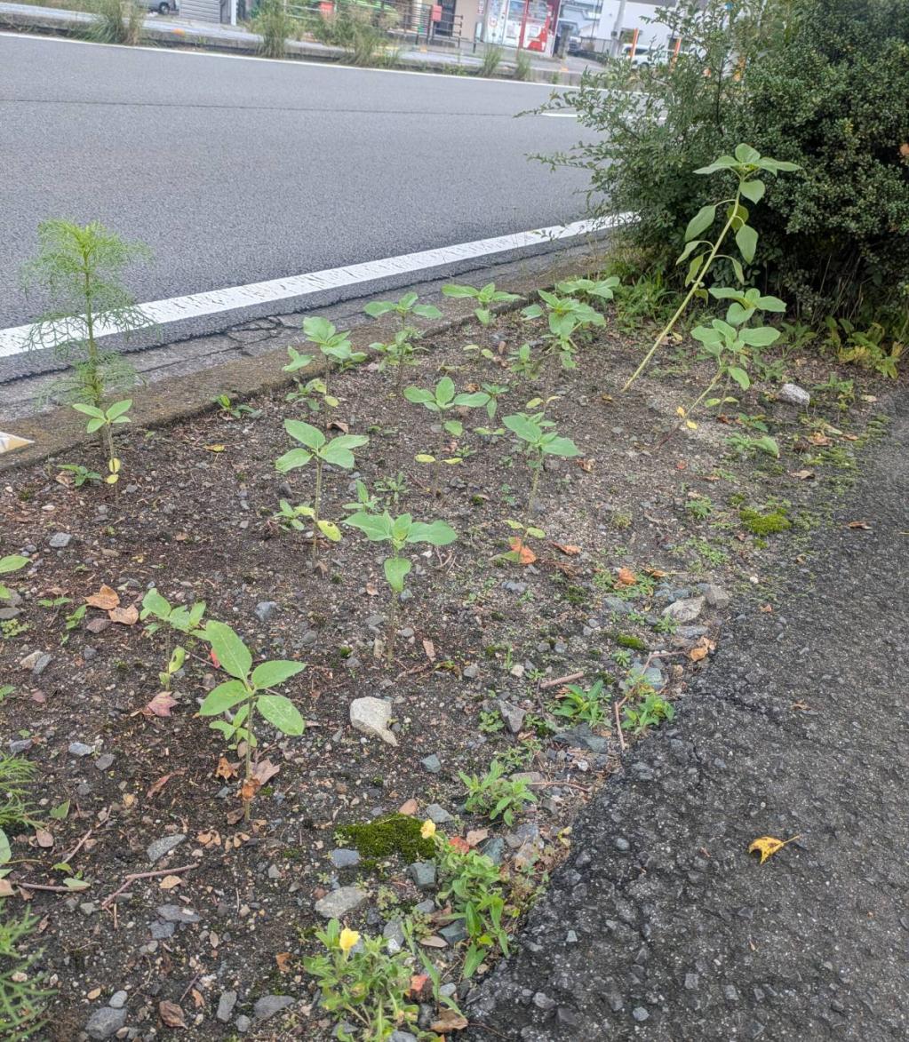 ひまわり
