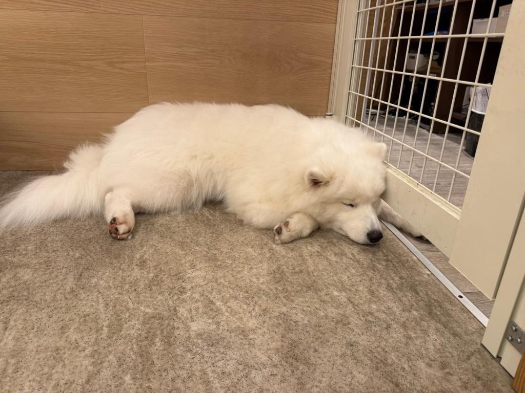 サモエド