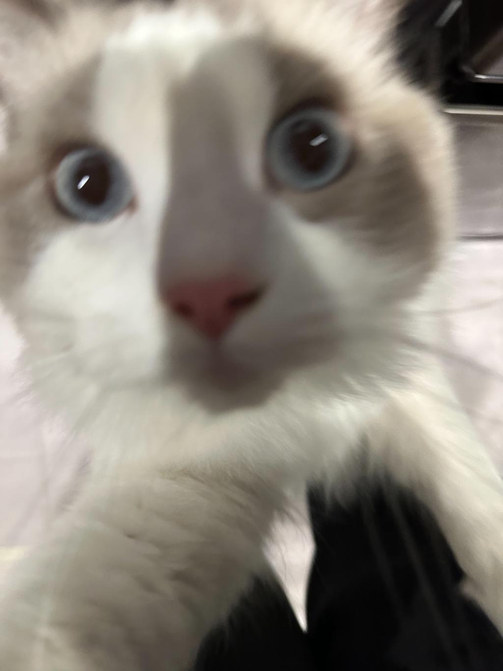 休肝日と休猫日