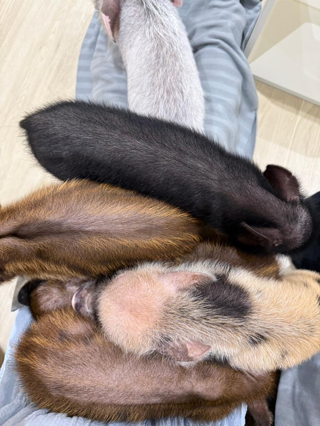 ブタカフェ🐖
