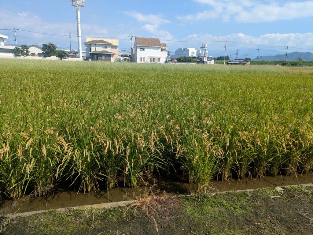 今年も🌾